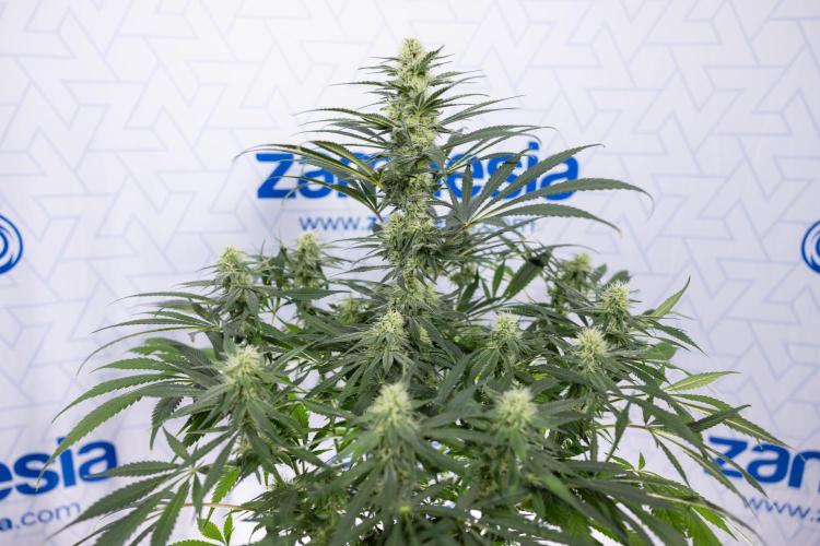 Super Boof - Zamnesia x B&B. Week 9 - Super Boof - No techniques - 3rd Bloom