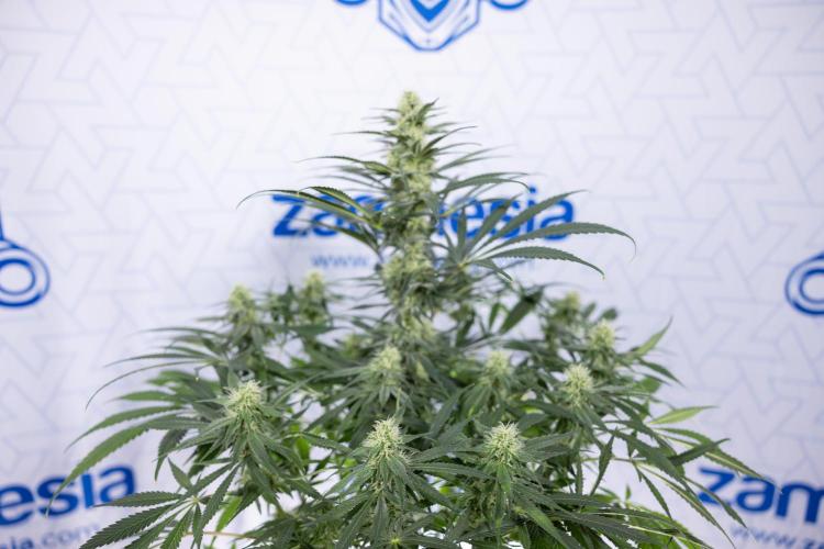 Super Boof - Zamnesia x B&B. Week 9 - Super Boof - No techniques - 3rd Bloom