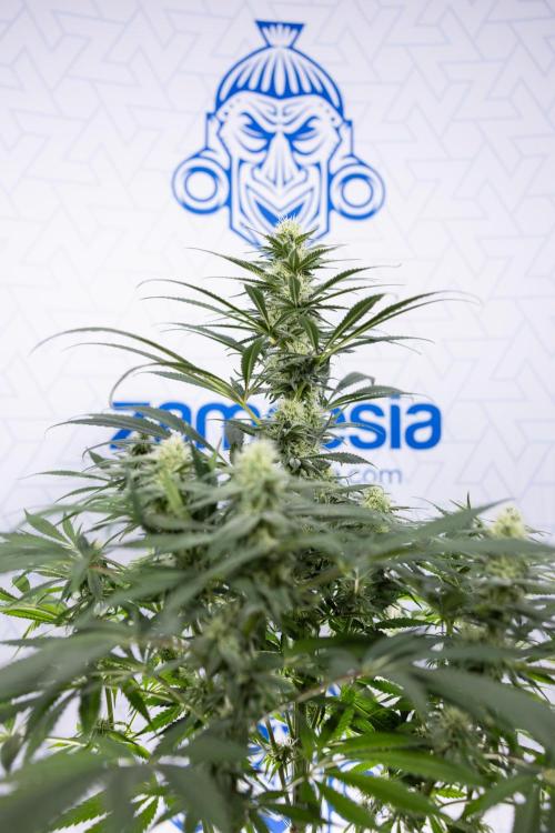 Super Boof - Zamnesia x B&B. Week 9 - Super Boof - No techniques - 3rd Bloom