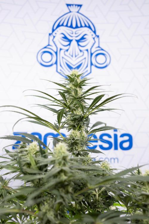 Super Boof - Zamnesia x B&B. Week 9 - Super Boof - No techniques - 3rd Bloom