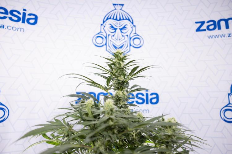 Super Boof - Zamnesia x B&B. Week 9 - Super Boof - No techniques - 3rd Bloom