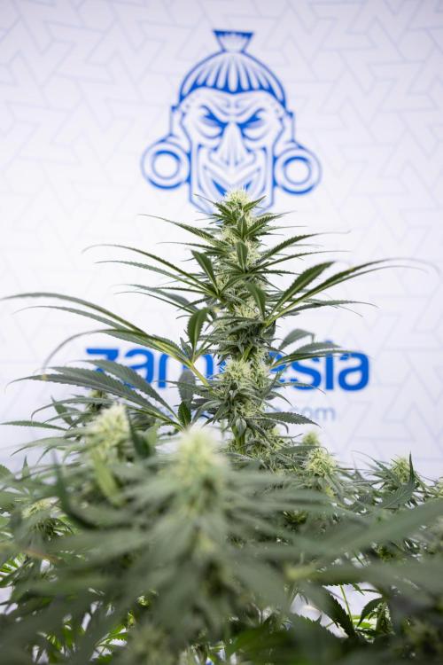 Super Boof - Zamnesia x B&B. Week 9 - Super Boof - No techniques - 3rd Bloom