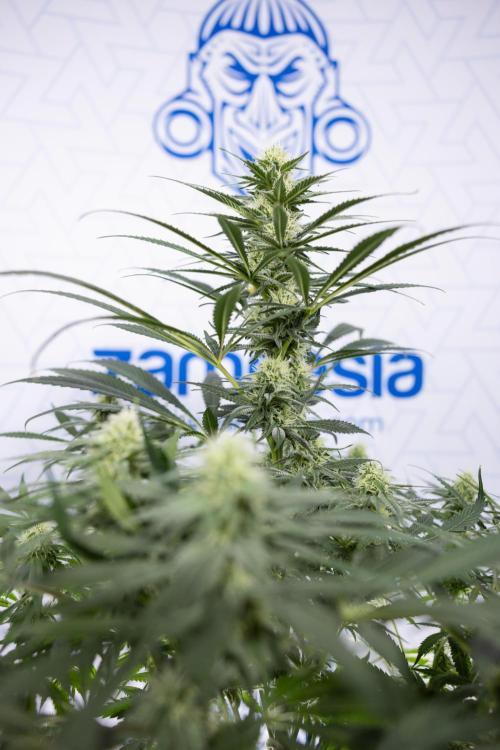 Super Boof - Zamnesia x B&B. Week 9 - Super Boof - No techniques - 3rd Bloom