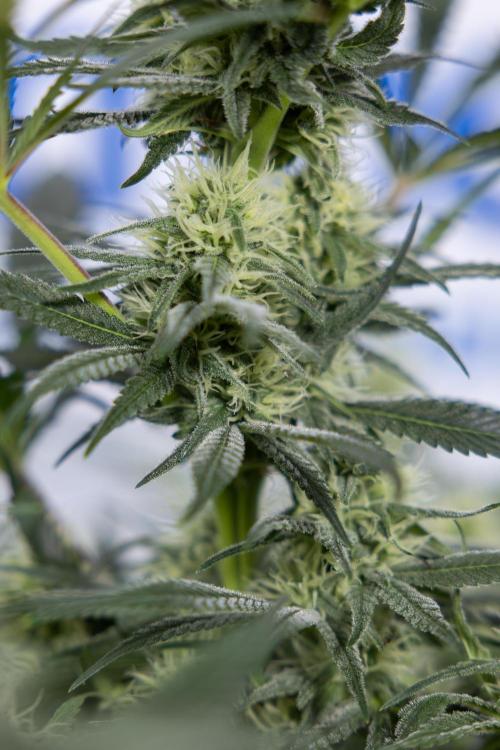 Super Boof - Zamnesia x B&B. Week 9 - Super Boof - No techniques - 3rd Bloom