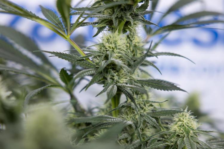 Super Boof - Zamnesia x B&B. Week 9 - Super Boof - No techniques - 3rd Bloom