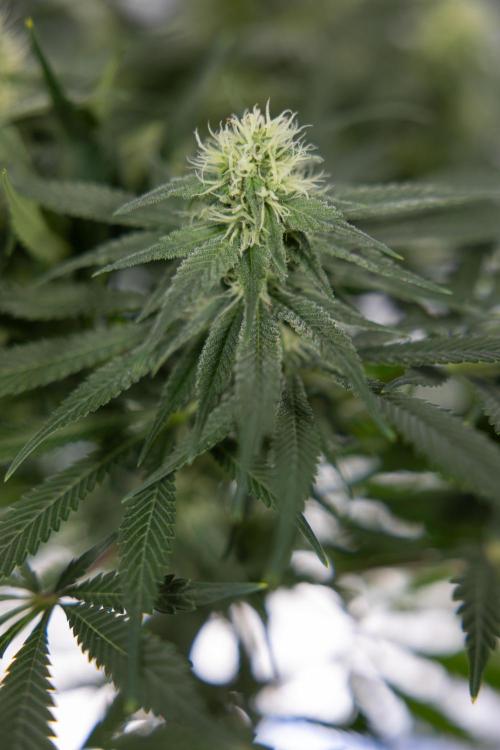 Super Boof - Zamnesia x B&B. Week 9 - Super Boof - No techniques - 3rd Bloom