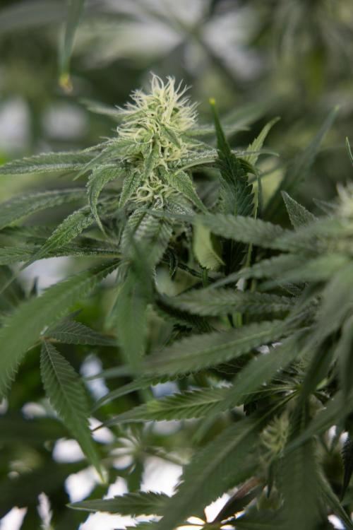 Super Boof - Zamnesia x B&B. Week 9 - Super Boof - No techniques - 3rd Bloom