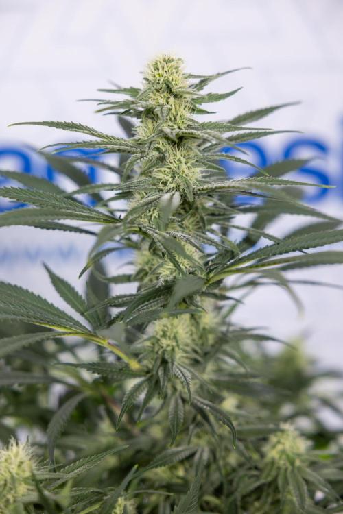 Super Boof - Zamnesia x B&B. Week 9 - Super Boof - No techniques - 3rd Bloom