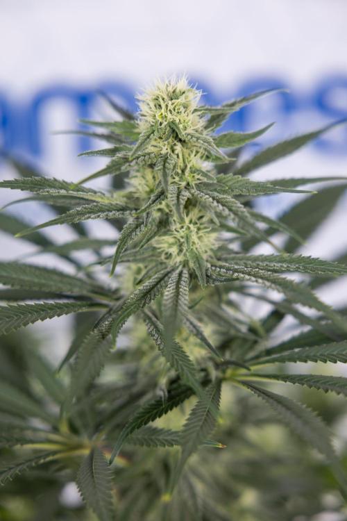 Super Boof - Zamnesia x B&B. Week 9 - Super Boof - No techniques - 3rd Bloom