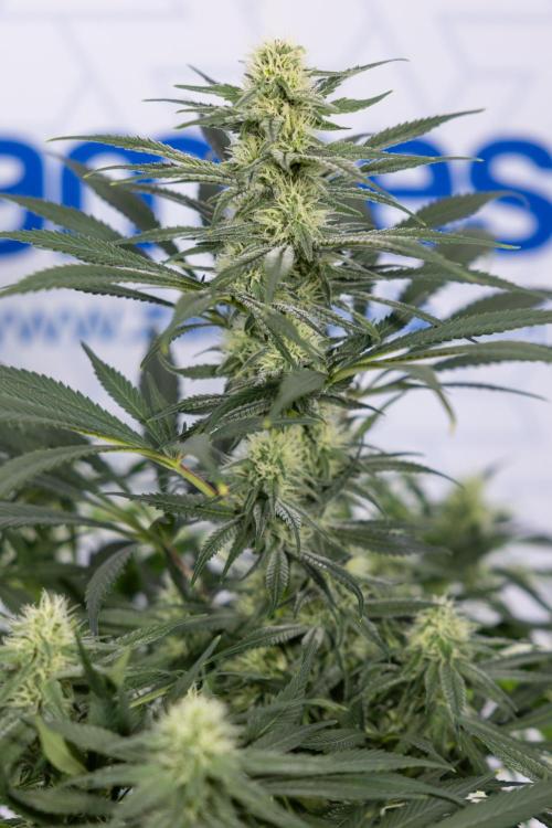 Super Boof - Zamnesia x B&B. Week 9 - Super Boof - No techniques - 3rd Bloom