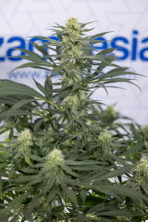 Super Boof - Zamnesia x B&B. Week 9 - Super Boof - No techniques - 3rd Bloom