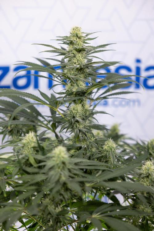 Super Boof - Zamnesia x B&B. Week 9 - Super Boof - No techniques - 3rd Bloom