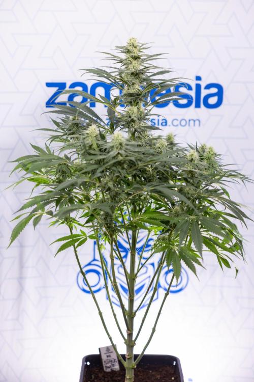 Super Boof - Zamnesia x B&B. Week 9 - Super Boof - No techniques - 3rd Bloom