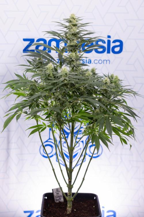 Super Boof - Zamnesia x B&B. Week 9 - Super Boof - No techniques - 3rd Bloom