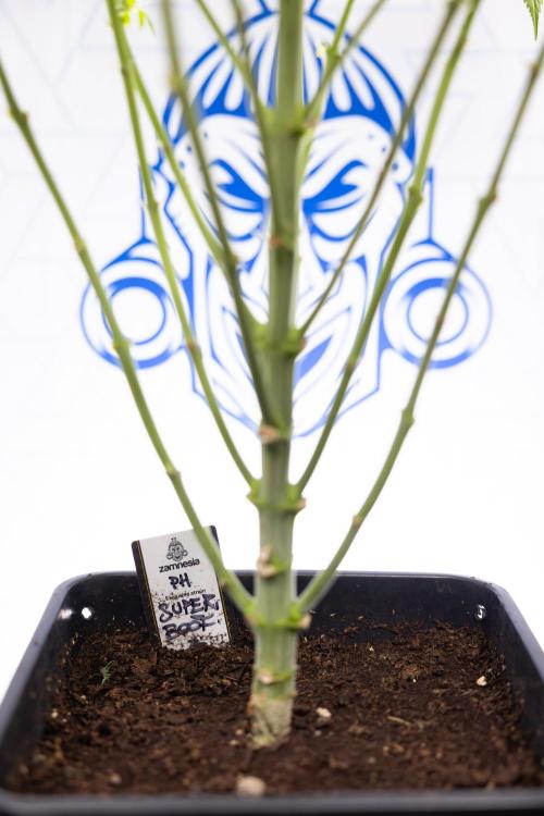 Super Boof - Zamnesia x B&B. Week 9 - Super Boof - No techniques - 3rd Bloom