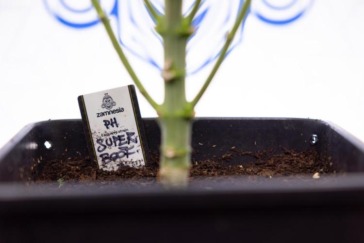 Super Boof - Zamnesia x B&B. Week 9 - Super Boof - No techniques - 3rd Bloom