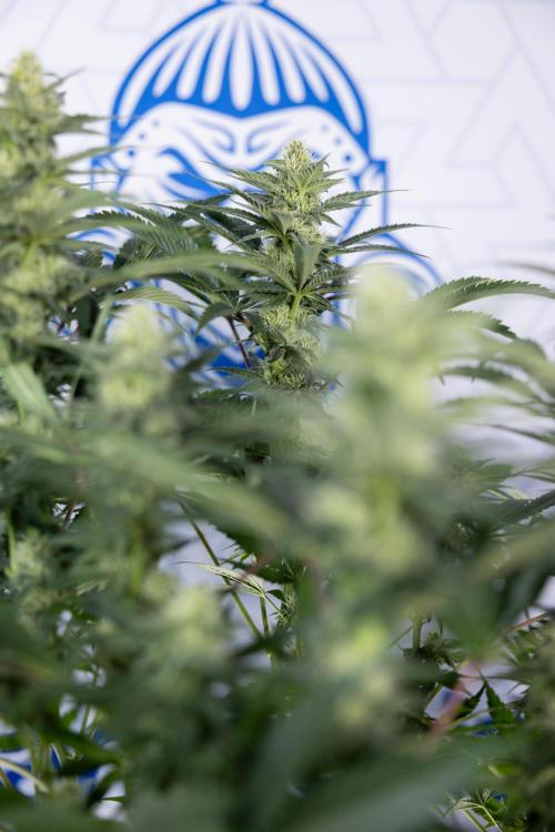 Permanent Marker - Zamnesia x B&B. Week 9 - Permanent Marker - Mainfolding - 3rd Week Bloom