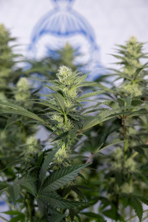 Permanent Marker - Zamnesia x B&B. Week 9 - Permanent Marker - Mainfolding - 3rd Week Bloom