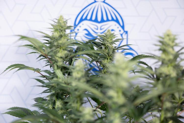 Permanent Marker - Zamnesia x B&B. Week 9 - Permanent Marker - Mainfolding - 3rd Week Bloom