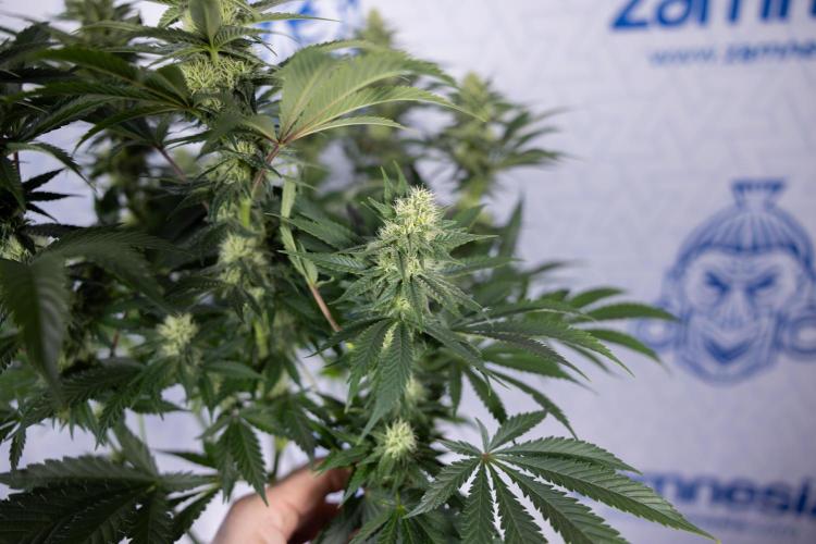 Permanent Marker - Zamnesia x B&B. Week 9 - Permanent Marker - Mainfolding - 3rd Week Bloom