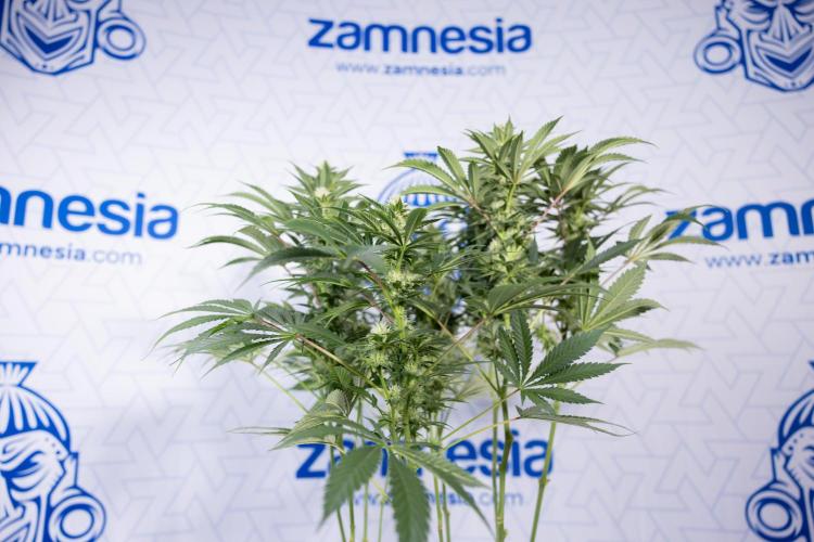 Permanent Marker - Zamnesia x B&B. Week 9 - Permanent Marker - Mainfolding - 3rd Week Bloom