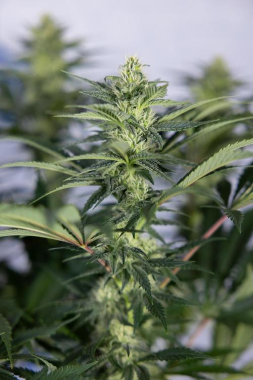 Permanent Marker - Zamnesia x B&B. Week 9 - Permanent Marker - Mainfolding - 3rd Week Bloom