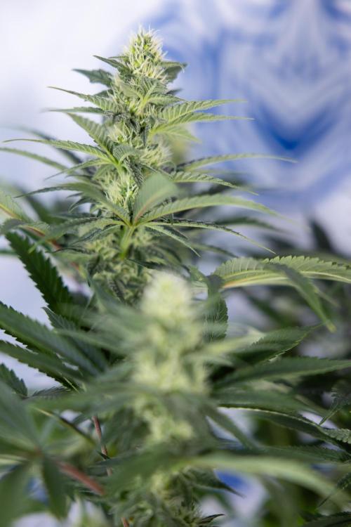 Permanent Marker - Zamnesia x B&B. Week 9 - Permanent Marker - Mainfolding - 3rd Week Bloom