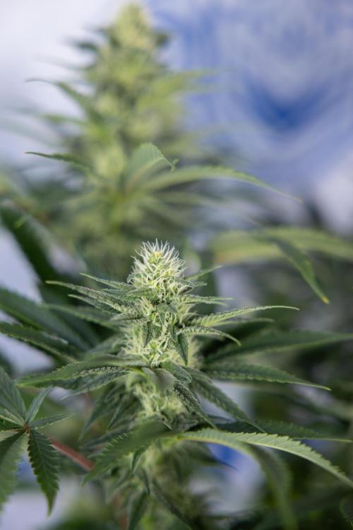 Permanent Marker - Zamnesia x B&B. Week 9 - Permanent Marker - Mainfolding - 3rd Week Bloom