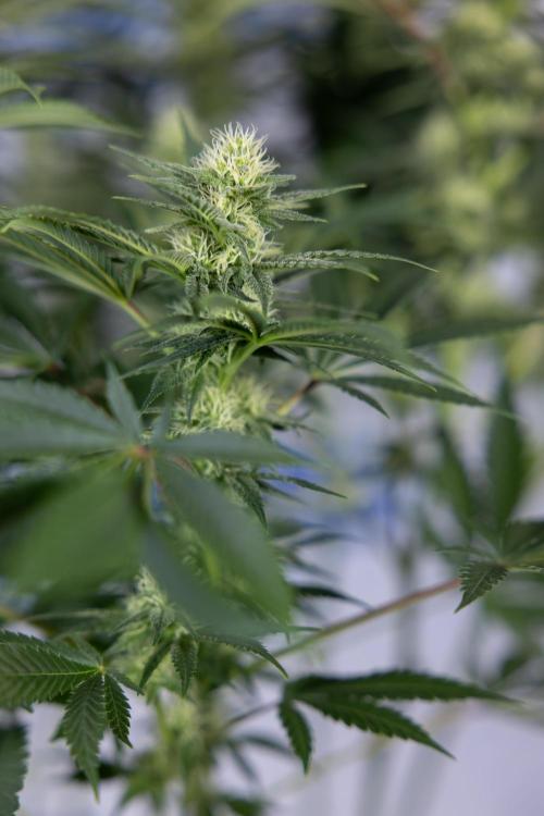 Permanent Marker - Zamnesia x B&B. Week 9 - Permanent Marker - Mainfolding - 3rd Week Bloom