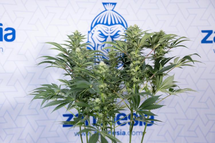 Permanent Marker - Zamnesia x B&B. Week 9 - Permanent Marker - Mainfolding - 3rd Week Bloom