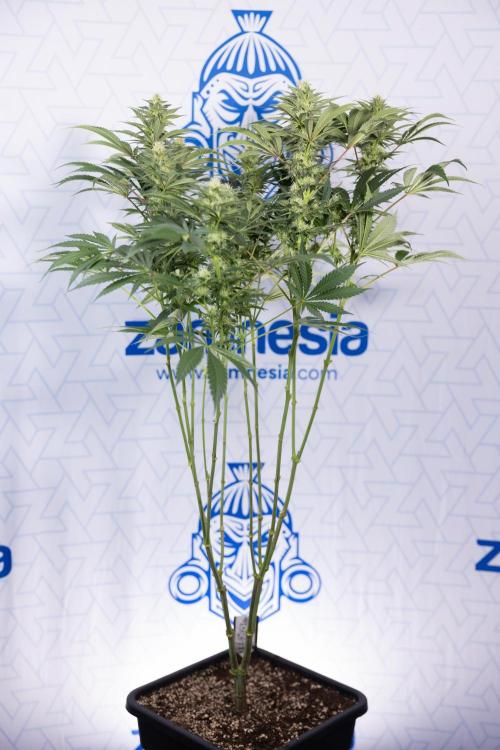 Permanent Marker - Zamnesia x B&B. Week 9 - Permanent Marker - Mainfolding - 3rd Week Bloom