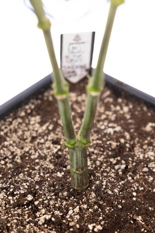 Permanent Marker - Zamnesia x B&B. Week 9 - Permanent Marker - Mainfolding - 3rd Week Bloom