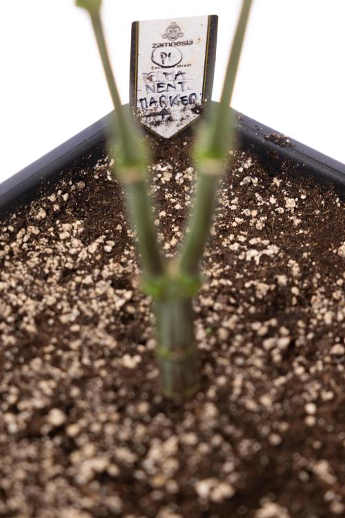 Permanent Marker - Zamnesia x B&B. Week 9 - Permanent Marker - Mainfolding - 3rd Week Bloom