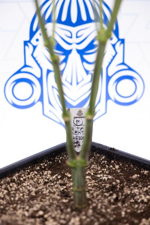 Permanent Marker - Zamnesia x B&B. Week 9 - Permanent Marker - Mainfolding - 3rd Week Bloom