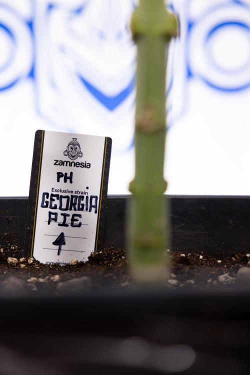 Georgia Pie #3 - Zamnesia x B&B. Week 8 - Georgia Pie #3 - No Techniques - 3rd Bloom