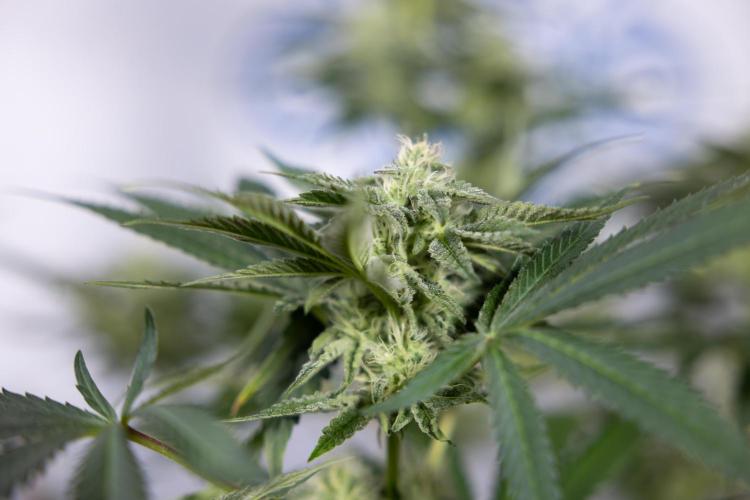 Georgia Pie #3 - Zamnesia x B&B. Week 8 - Georgia Pie #3 - No Techniques - 3rd Bloom