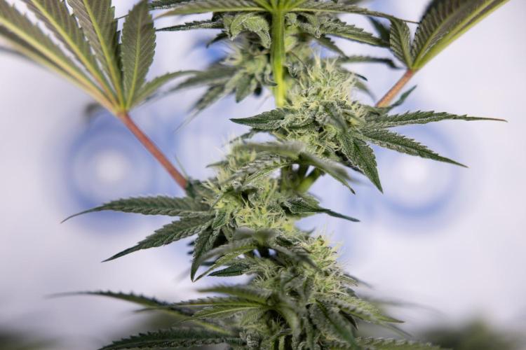 Georgia Pie #3 - Zamnesia x B&B. Week 8 - Georgia Pie #3 - No Techniques - 3rd Bloom