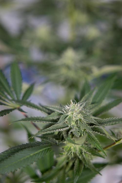 Georgia Pie #3 - Zamnesia x B&B. Week 8 - Georgia Pie #3 - No Techniques - 3rd Bloom