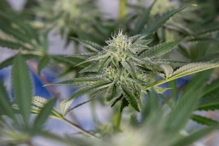 Georgia Pie #3 - Zamnesia x B&B. Week 8 - Georgia Pie #3 - No Techniques - 3rd Bloom