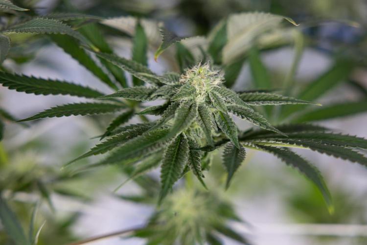 Georgia Pie #3 - Zamnesia x B&B. Week 8 - Georgia Pie #3 - No Techniques - 3rd Bloom