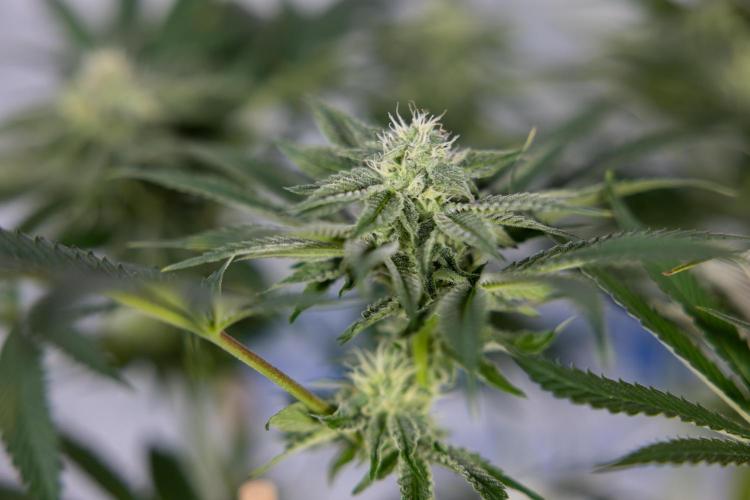 Georgia Pie #3 - Zamnesia x B&B. Week 8 - Georgia Pie #3 - No Techniques - 3rd Bloom