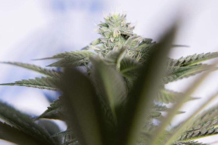 Georgia Pie #3 - Zamnesia x B&B. Week 8 - Georgia Pie #3 - No Techniques - 3rd Bloom