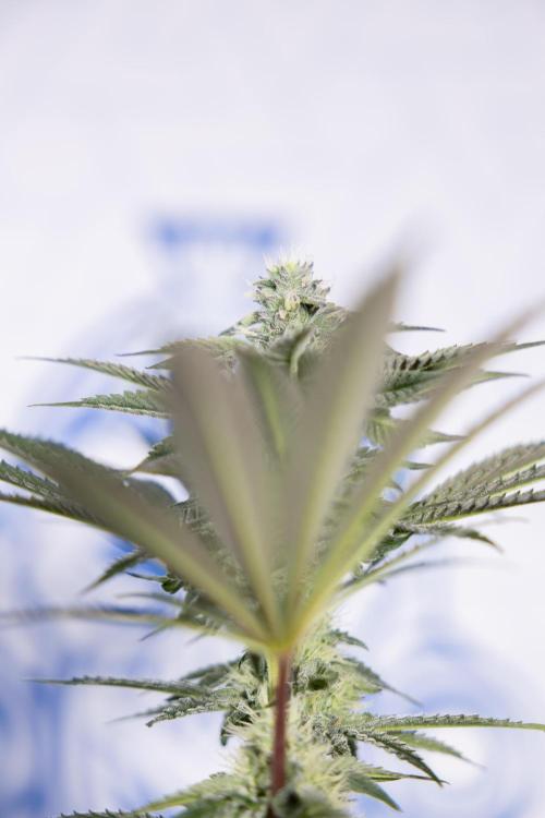 Georgia Pie #3 - Zamnesia x B&B. Week 8 - Georgia Pie #3 - No Techniques - 3rd Bloom