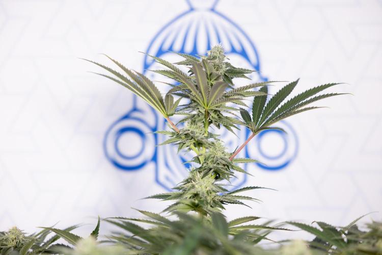 Georgia Pie #3 - Zamnesia x B&B. Week 8 - Georgia Pie #3 - No Techniques - 3rd Bloom