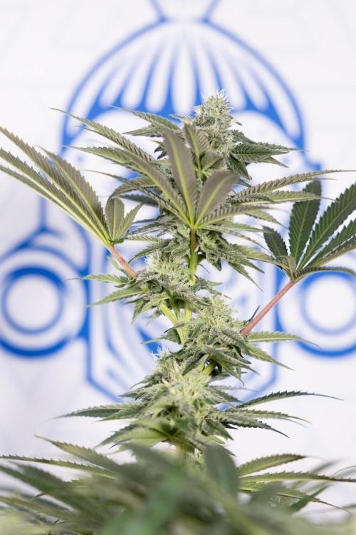 Georgia Pie #3 - Zamnesia x B&B. Week 8 - Georgia Pie #3 - No Techniques - 3rd Bloom