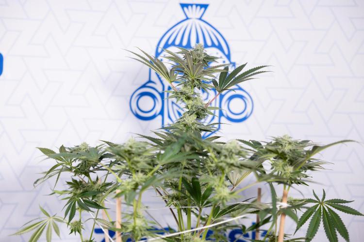 Georgia Pie #3 - Zamnesia x B&B. Week 8 - Georgia Pie #3 - No Techniques - 3rd Bloom