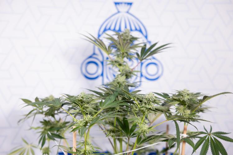 Georgia Pie #3 - Zamnesia x B&B. Week 8 - Georgia Pie #3 - No Techniques - 3rd Bloom