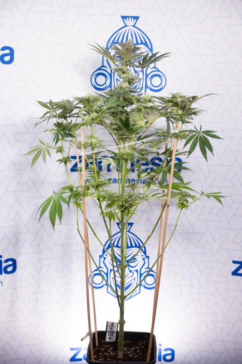 Georgia Pie #3 - Zamnesia x B&B. Week 8 - Georgia Pie #3 - No Techniques - 3rd Bloom