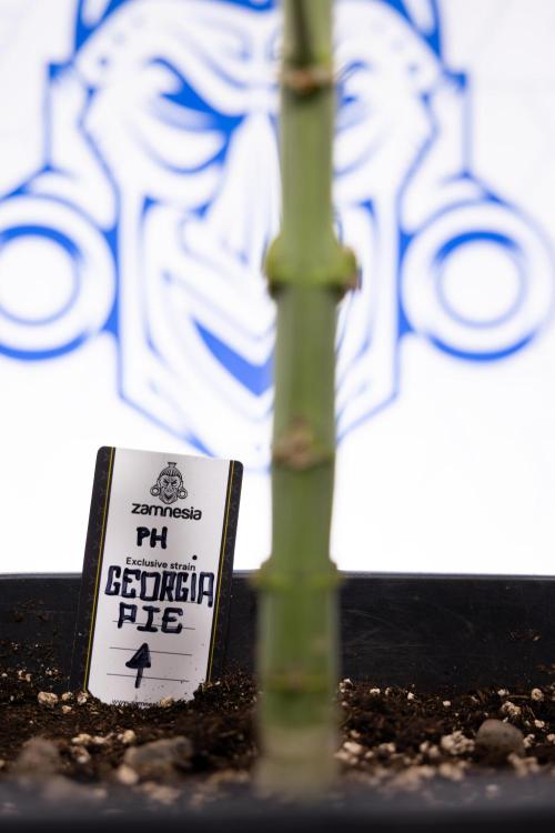 Georgia Pie #3 - Zamnesia x B&B. Week 8 - Georgia Pie #3 - No Techniques - 3rd Bloom