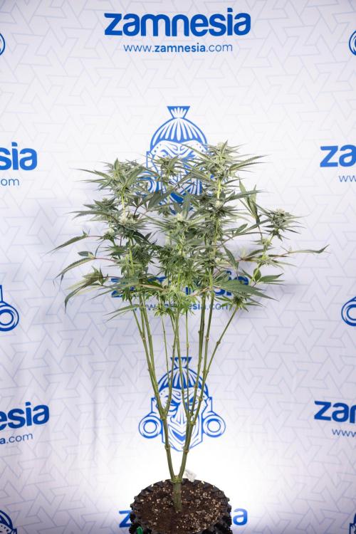 Georgia Pie #1 - Zamnesia x B&B. Week 10 - Georgia Pie #1 - Mainfolding - 3rd Bloom